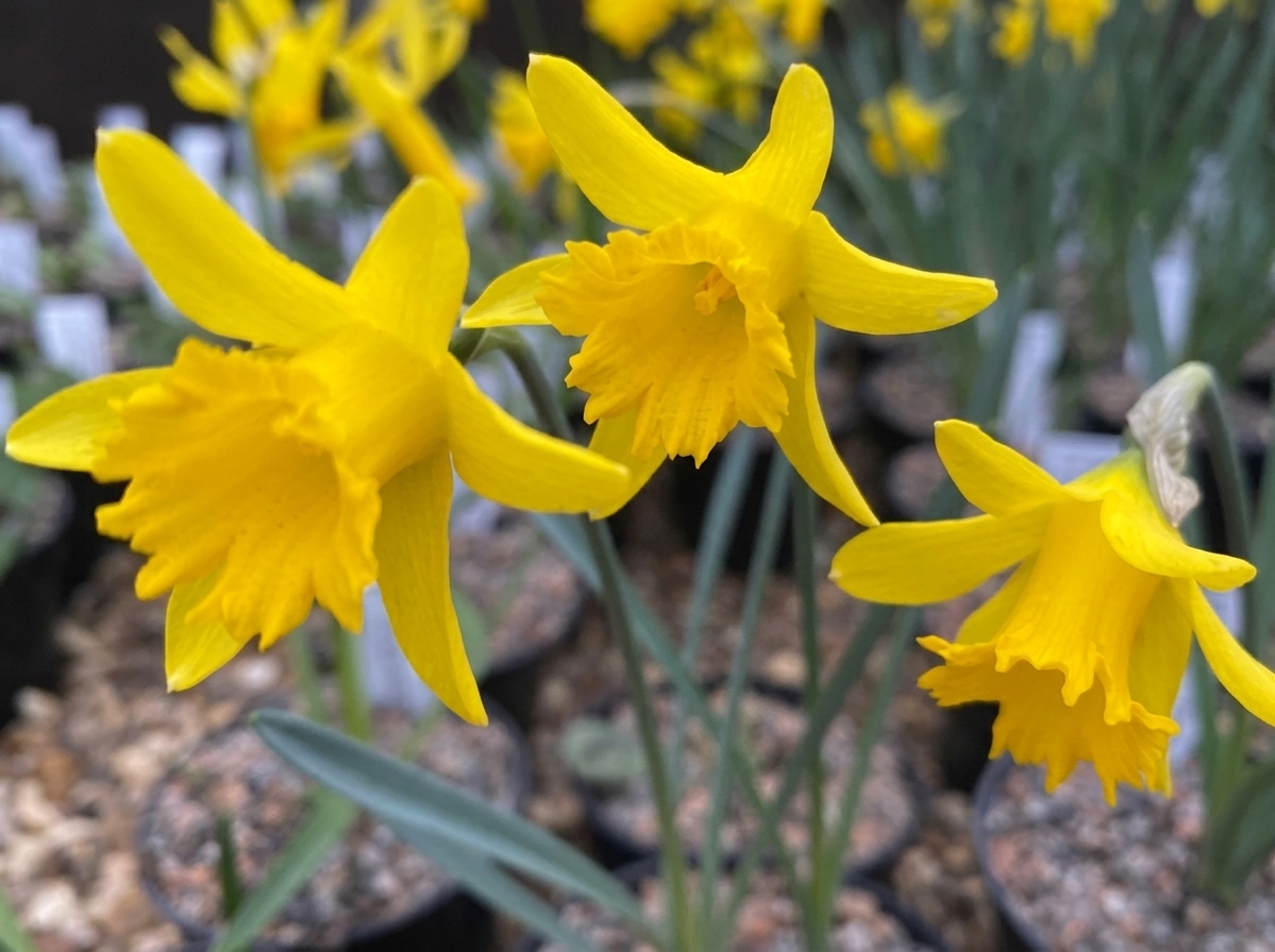 Narcissus asturiensis 'Piccolini'